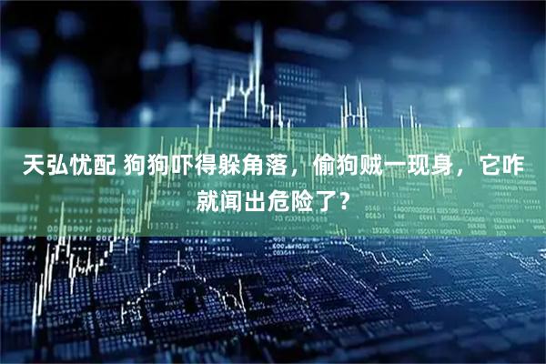 天弘忧配 狗狗吓得躲角落，偷狗贼一现身，它咋就闻出危险了？