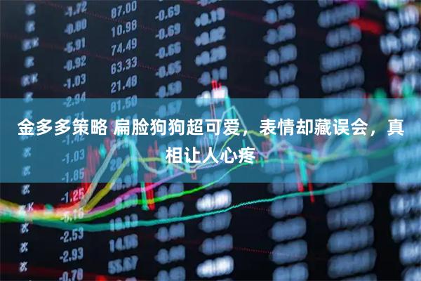 金多多策略 扁脸狗狗超可爱，表情却藏误会，真相让人心疼